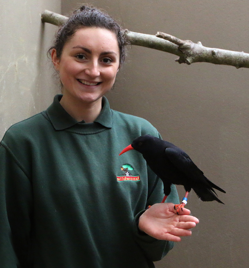Jen Riley from Wildwood in Kent meets a chough at Paradise Park, Cornwall.