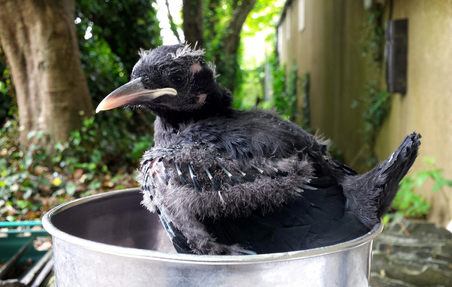 Chough chick aged 24 days being weighed.