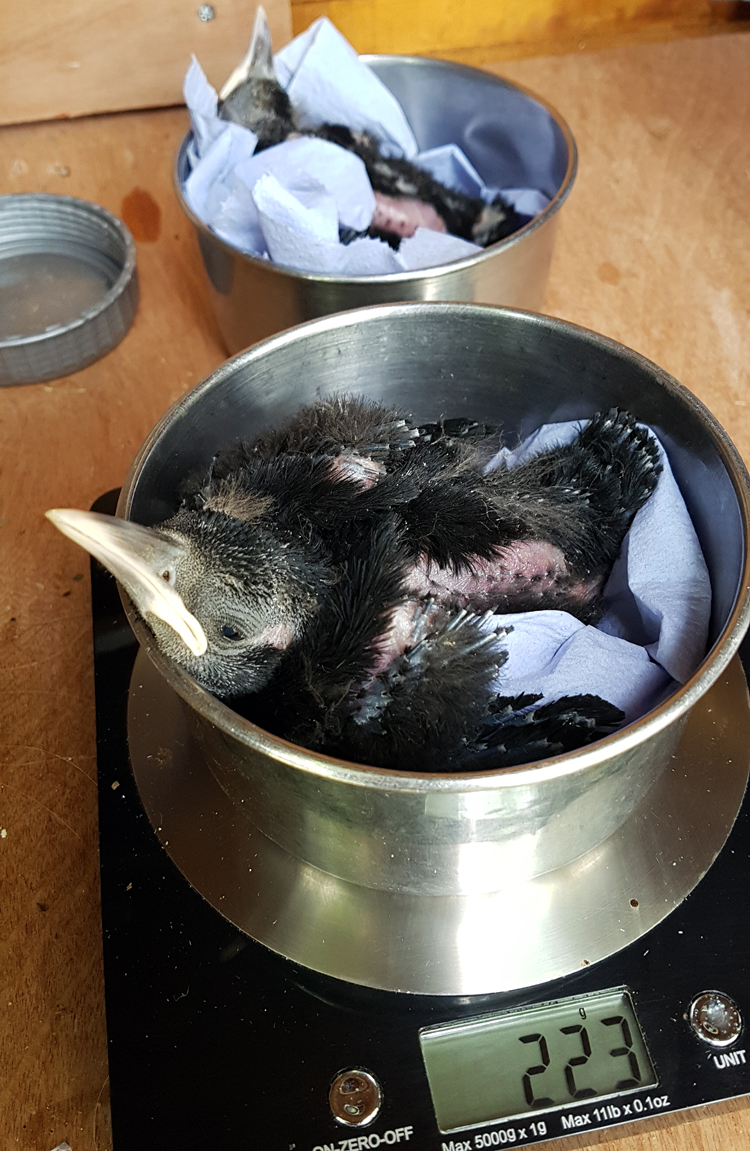 Nest one chick growing fast.
