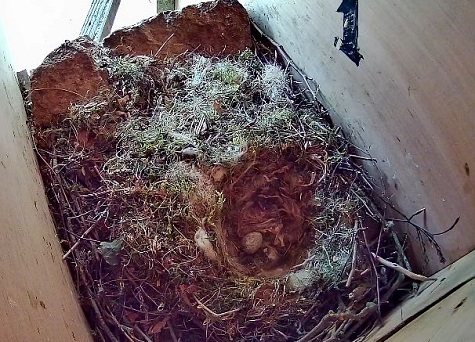 First chough egg of 2020
