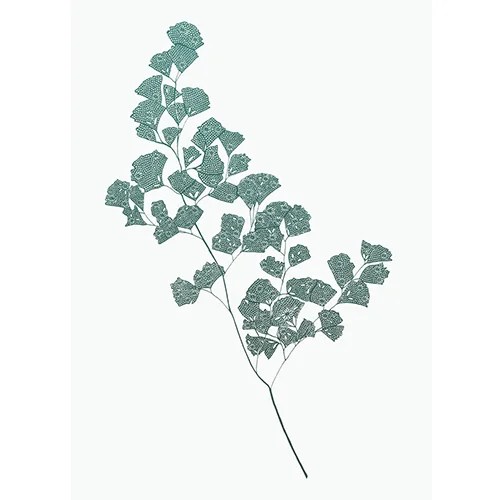Print - A4 - Maidenhair fern Petal to Petal