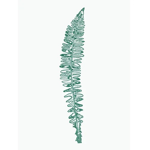 Print - A4 - Atlantic Hybrid Shield fern Petal to Petal