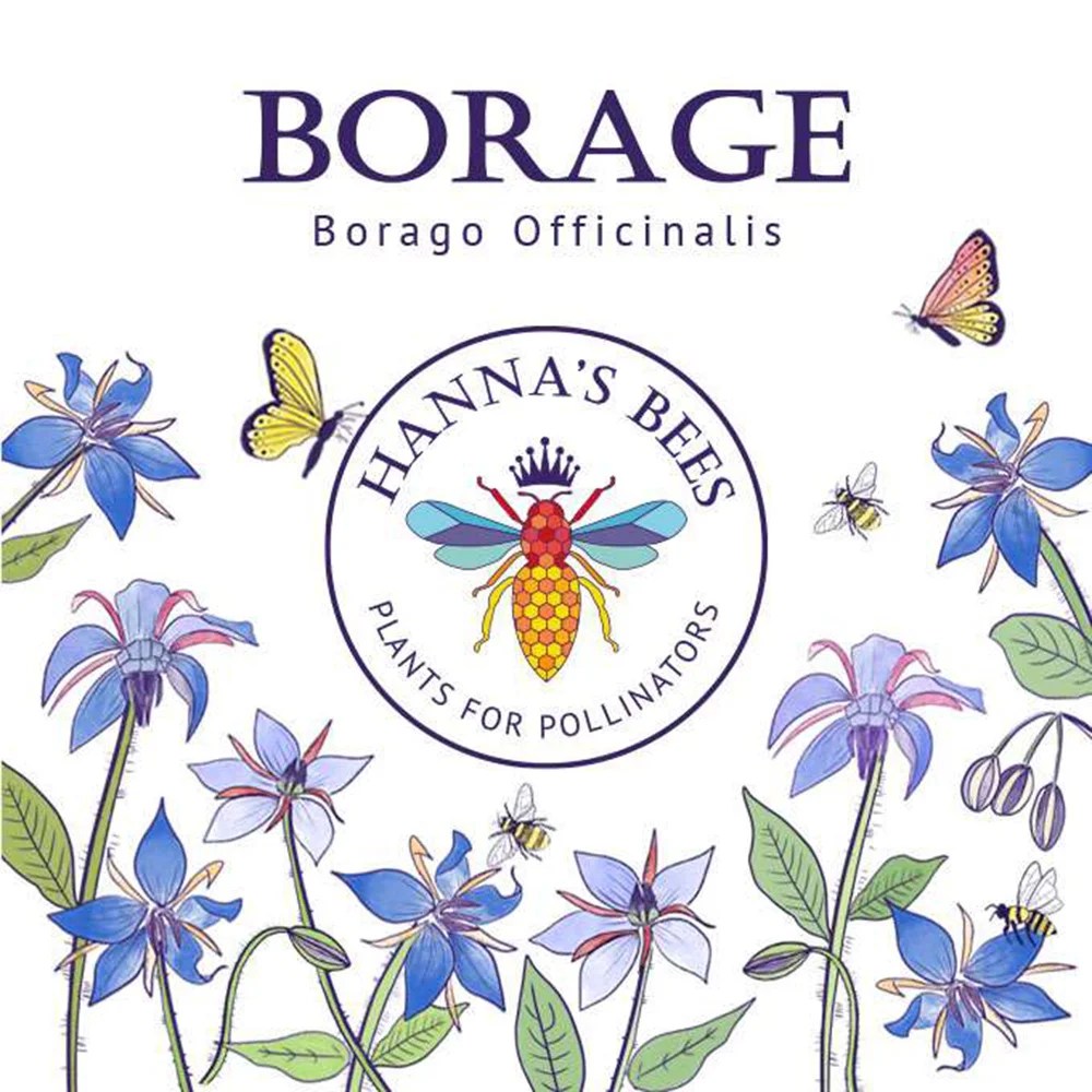 Plants for pollinators - Borage - 6g Hanna's bees