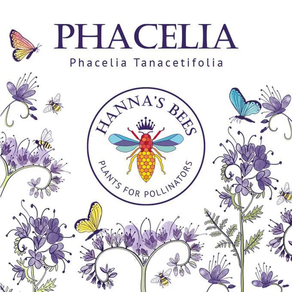 Plants for pollinators - Phacelia - 10g Hanna's bees