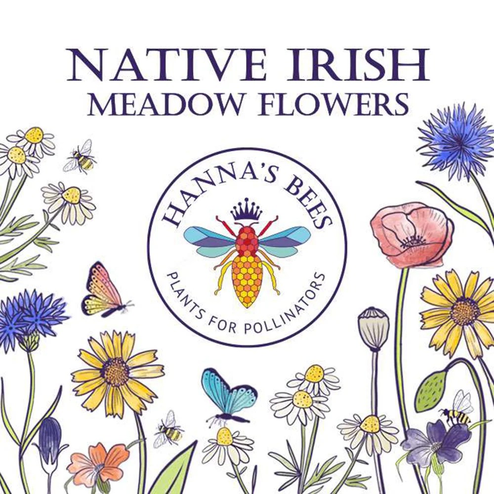 Plants for pollinators - Meadow flowers - 6g Hanna's bees