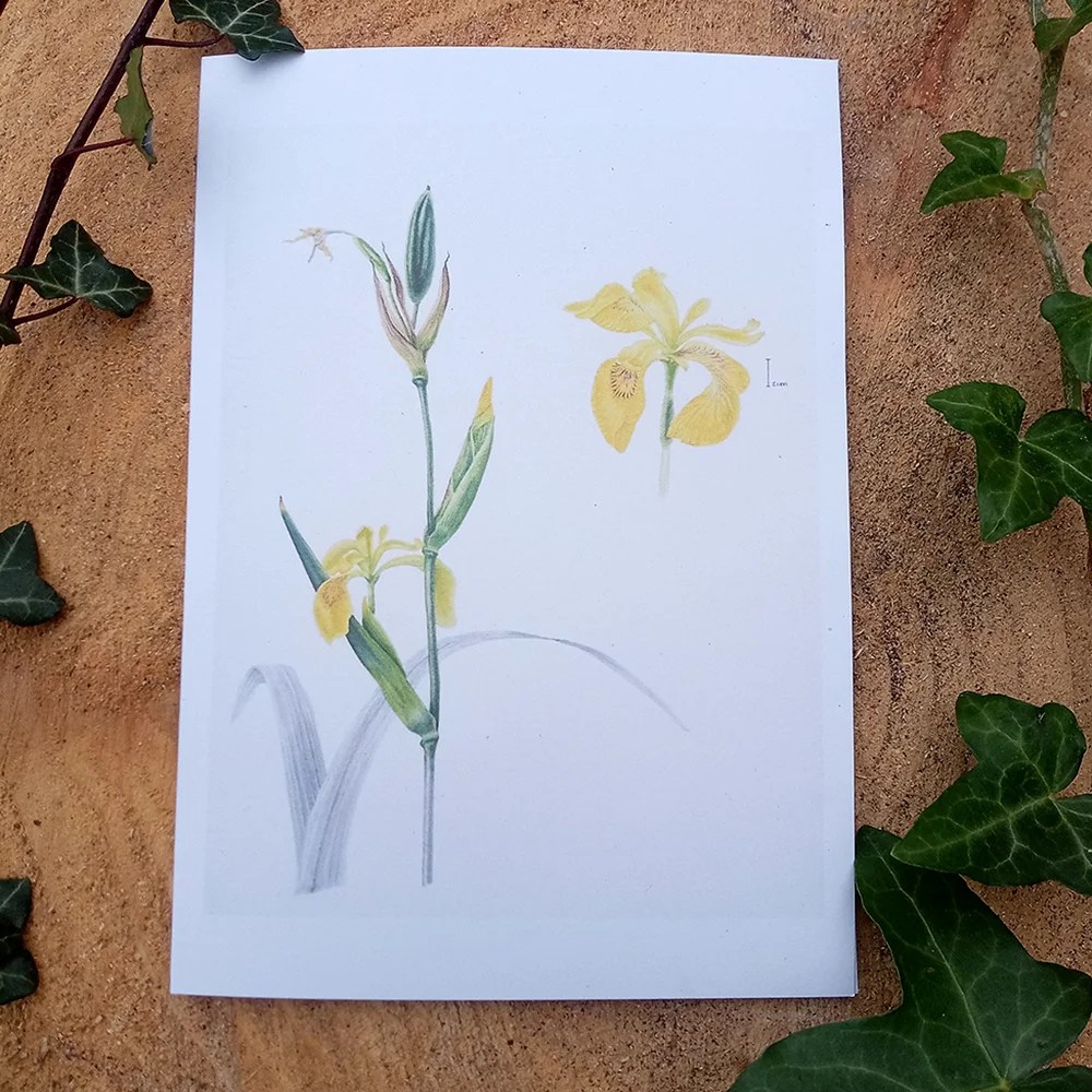 Botanical Greeting cards - Yellow Iris Mieke Muyllaert Arts