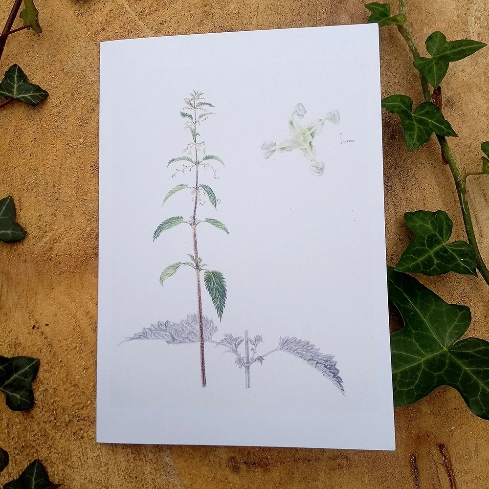 Botanical Greeting cards - Nettle Mieke Muyllaert Arts