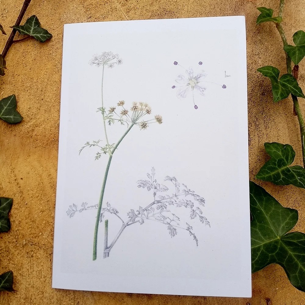 Botanical Greeting cards - Hemlock water-dropwort Mieke Muyllaert Arts