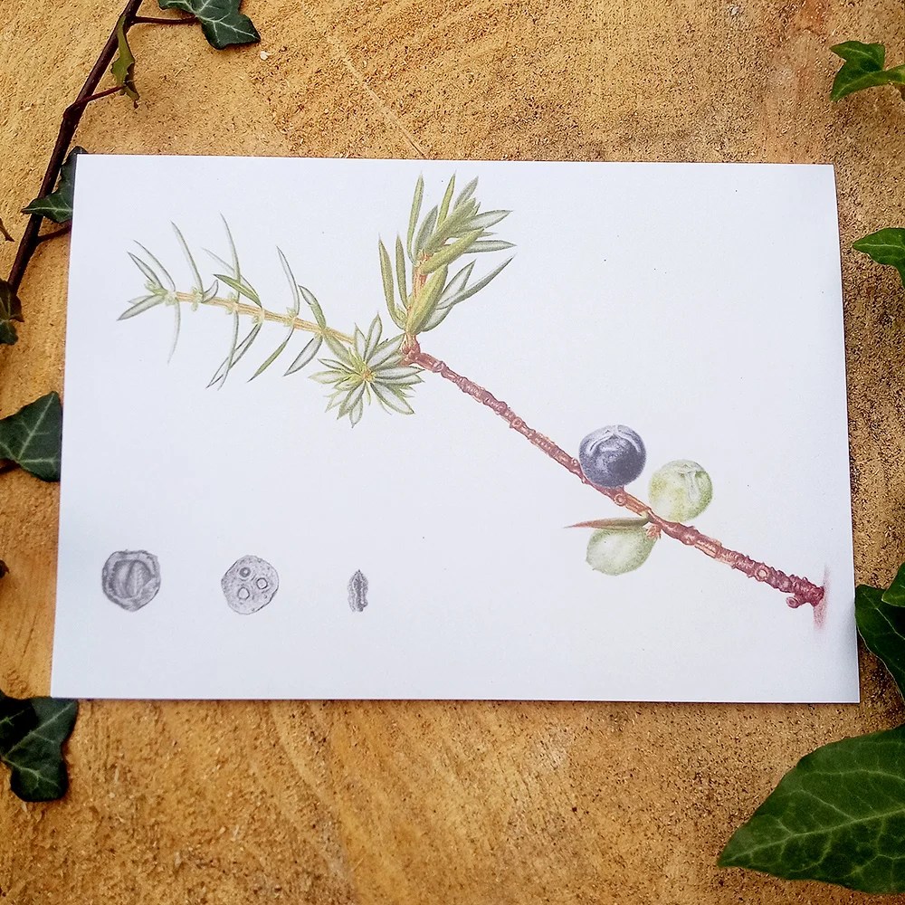 Botanical Greeting cards - Juniper Mieke Muyllaert Arts