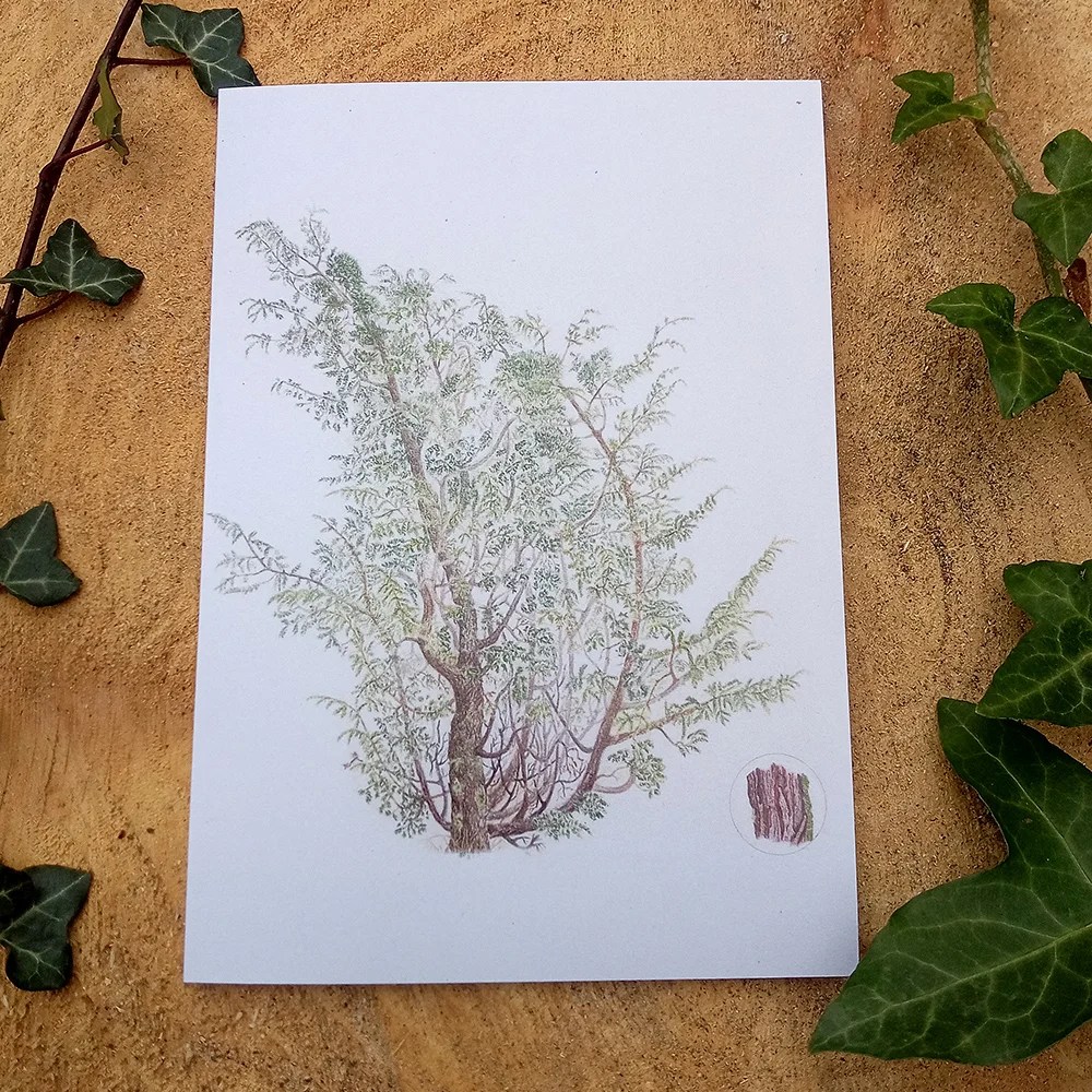 Botanical Greeting cards - Tree Portrait Mieke Muyllaert Arts