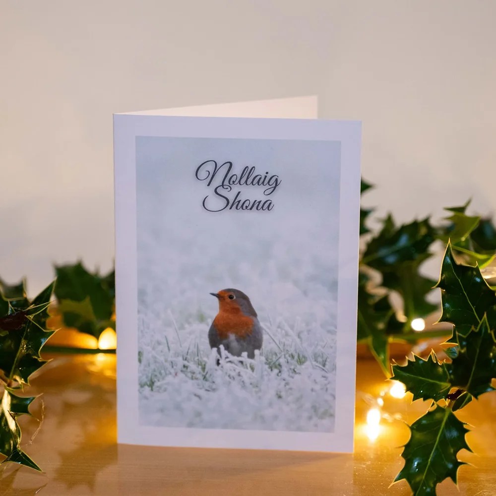 Christmas card - Robin - 5 pack Siar Photography