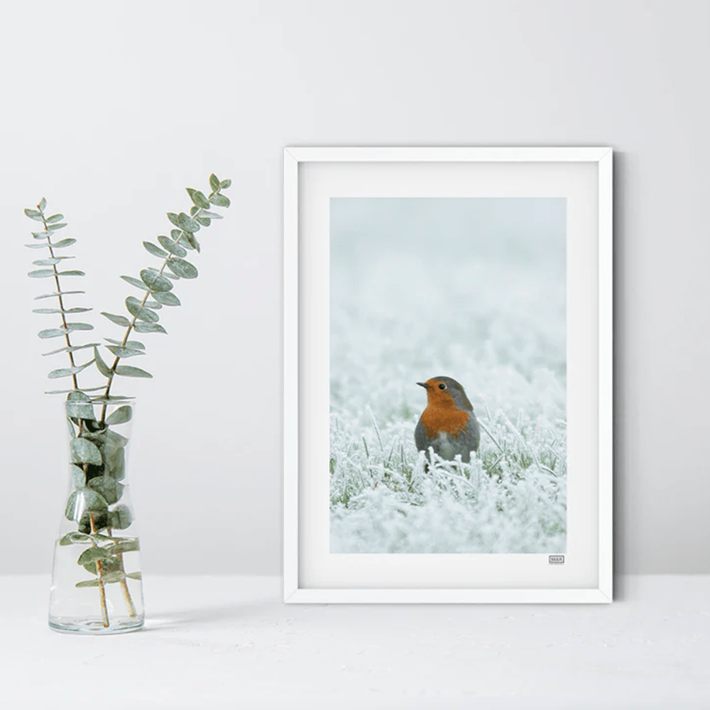 Siar Photography - Robin, A4