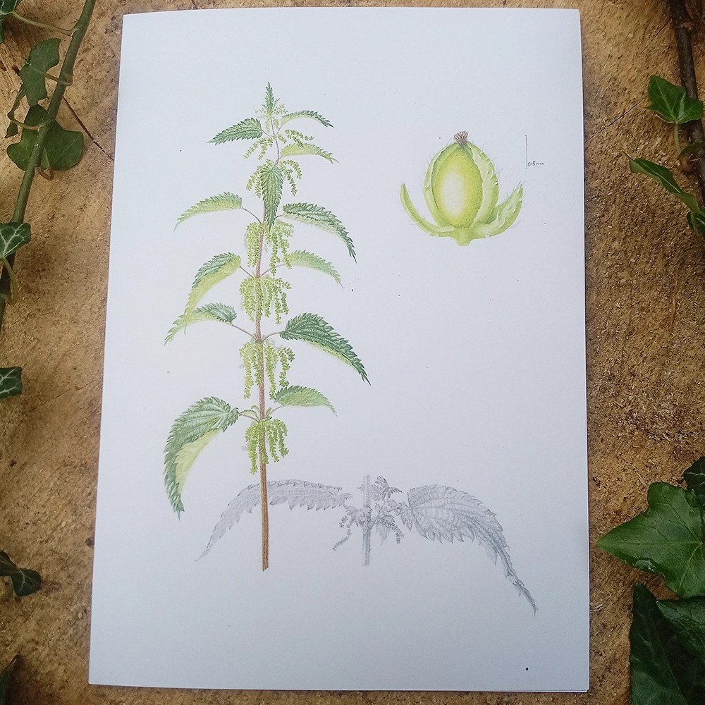 Botanical Greeting cards - Nettle - female