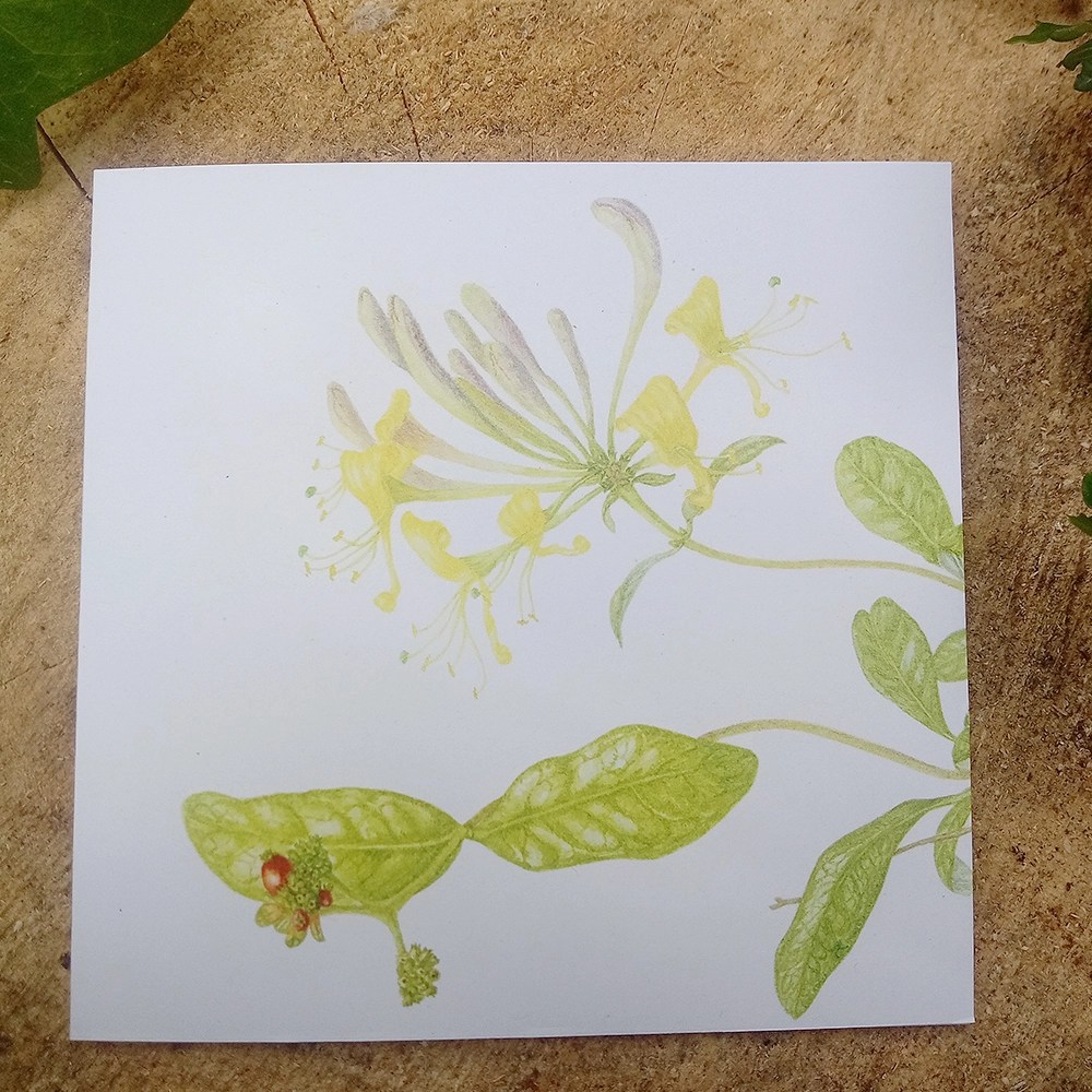 Botanical Greeting cards - Honeysuckle