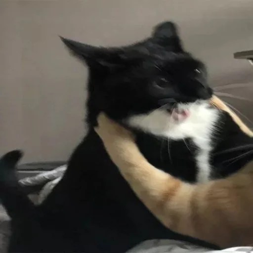 Satu diantara buah kelapa yg byk dipokok maka akan ada sebiji buah yg terpisah dan menghadap ke arah matahari naik dan satu lg adalah pokok yg dr kecil sehingga besar cuma sekali berbuah dan buahnya hanya seiji … Telegram Sticker From Kucing Pack