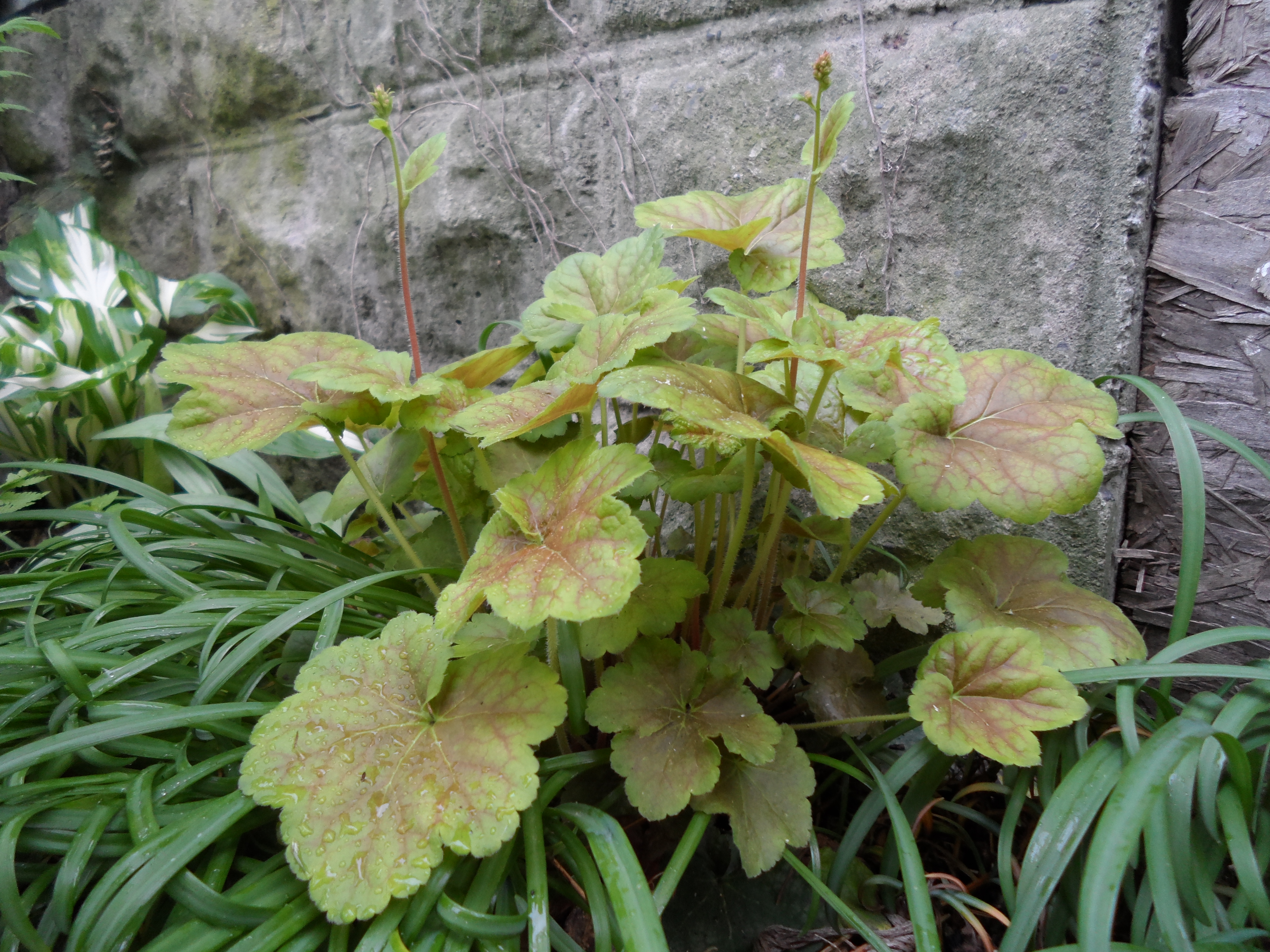 Great Pine Tree Garden Landscape Front Yard Xeriscape Part Shade Landscaping With Rocks Backyard Landscaping Easy Landscaping