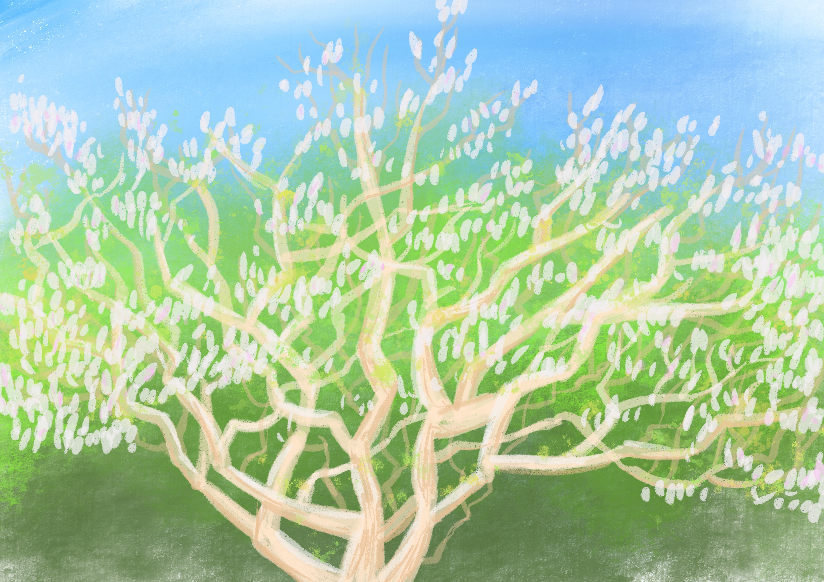 magnolia - ipad sketch by chris cowdrill