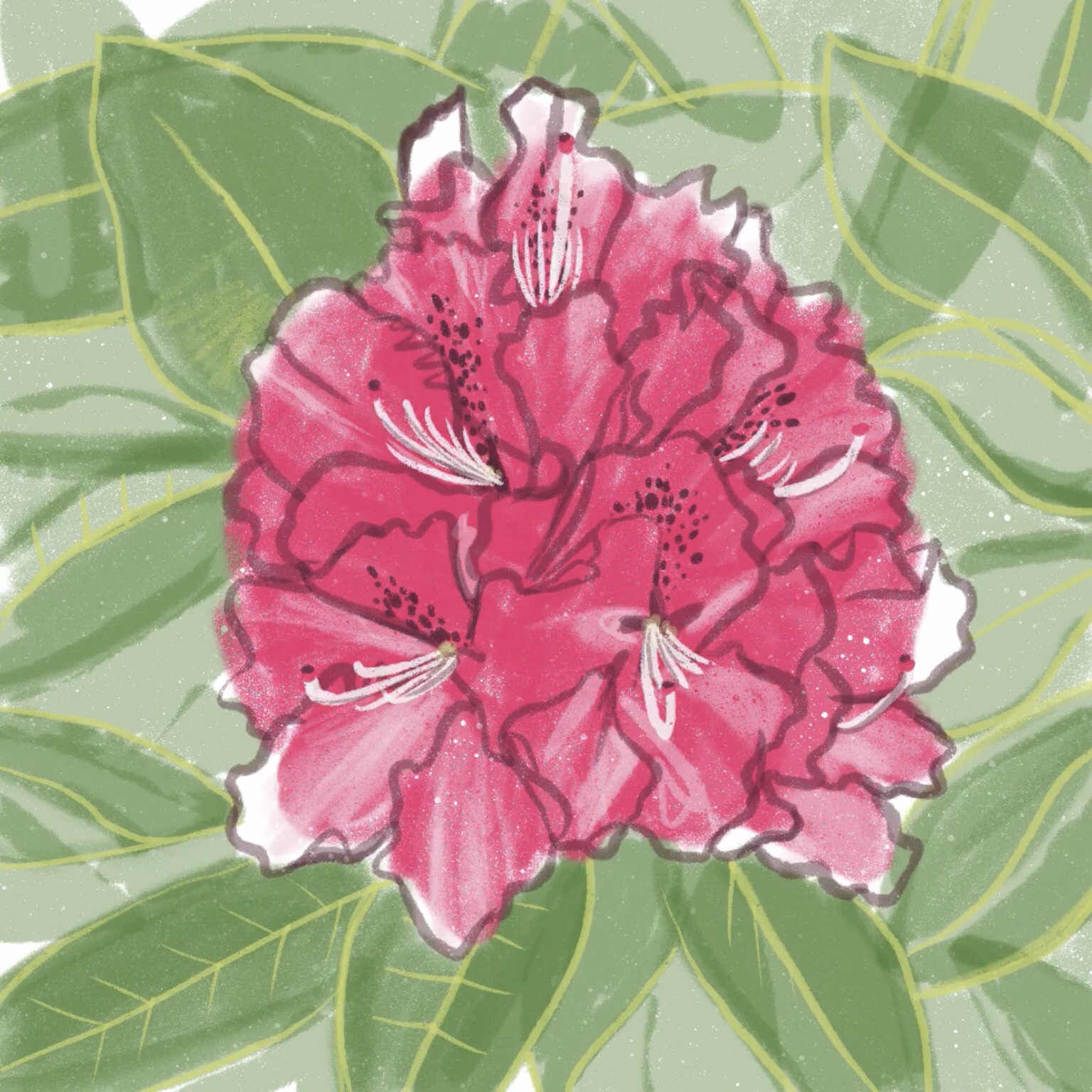 rhododendron flower - ipad sketch by chris cowdrill