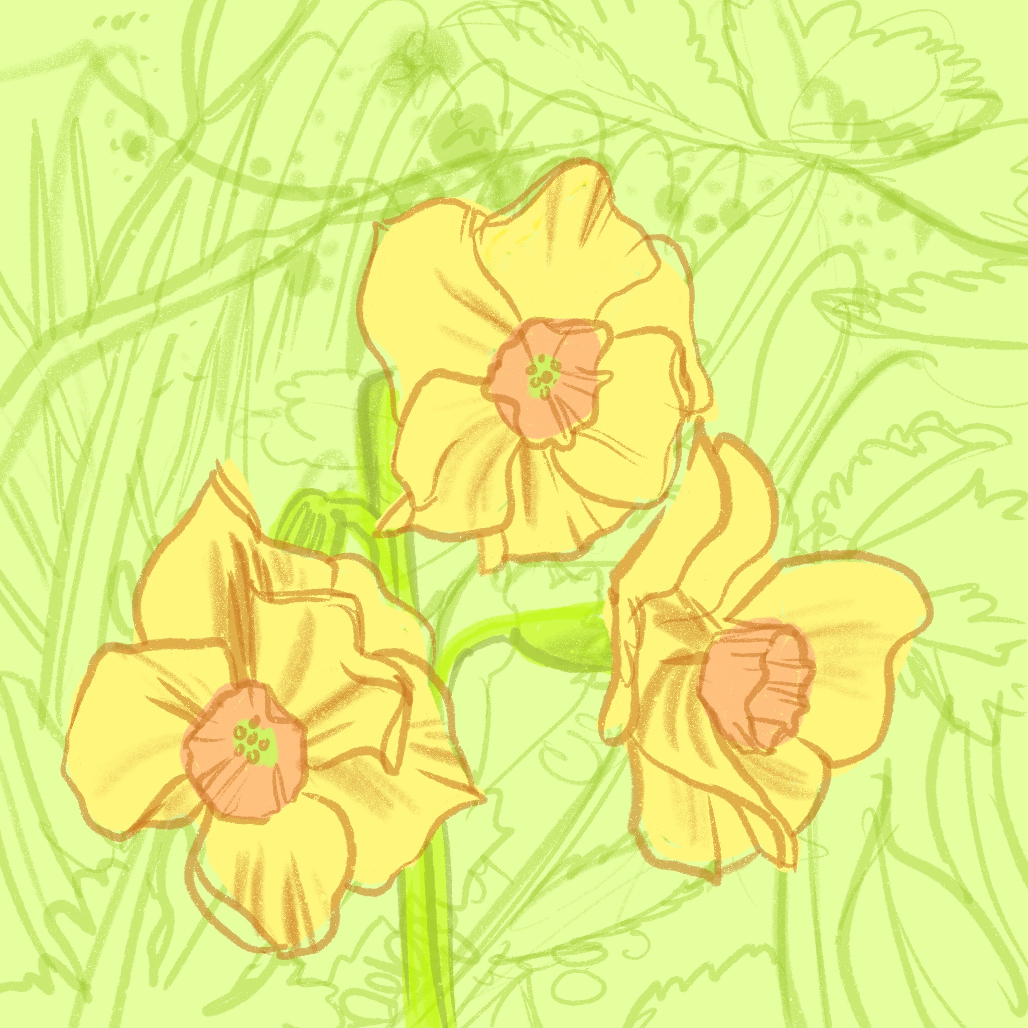 narcissus - small daffodil - ipad sketch by chris cowdrill
