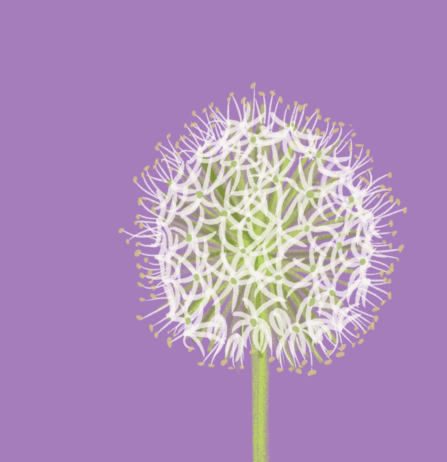 white allium - ipad sketch by chris cowdrill