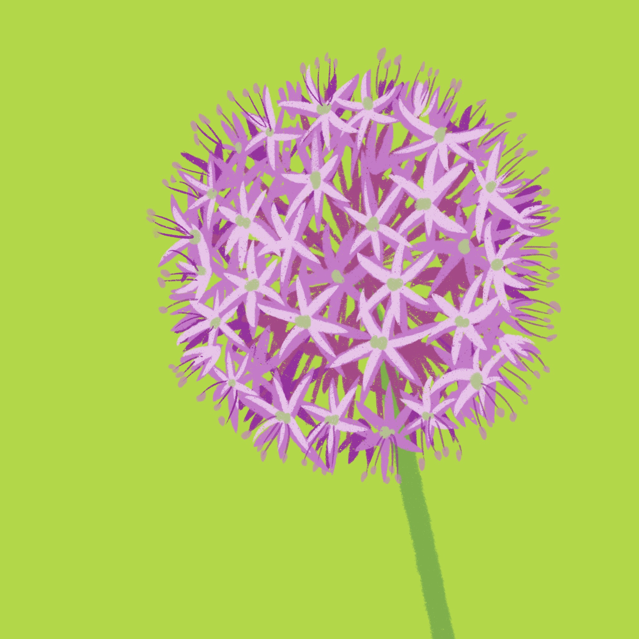 pink allium - ipad sketch by chris cowdrill