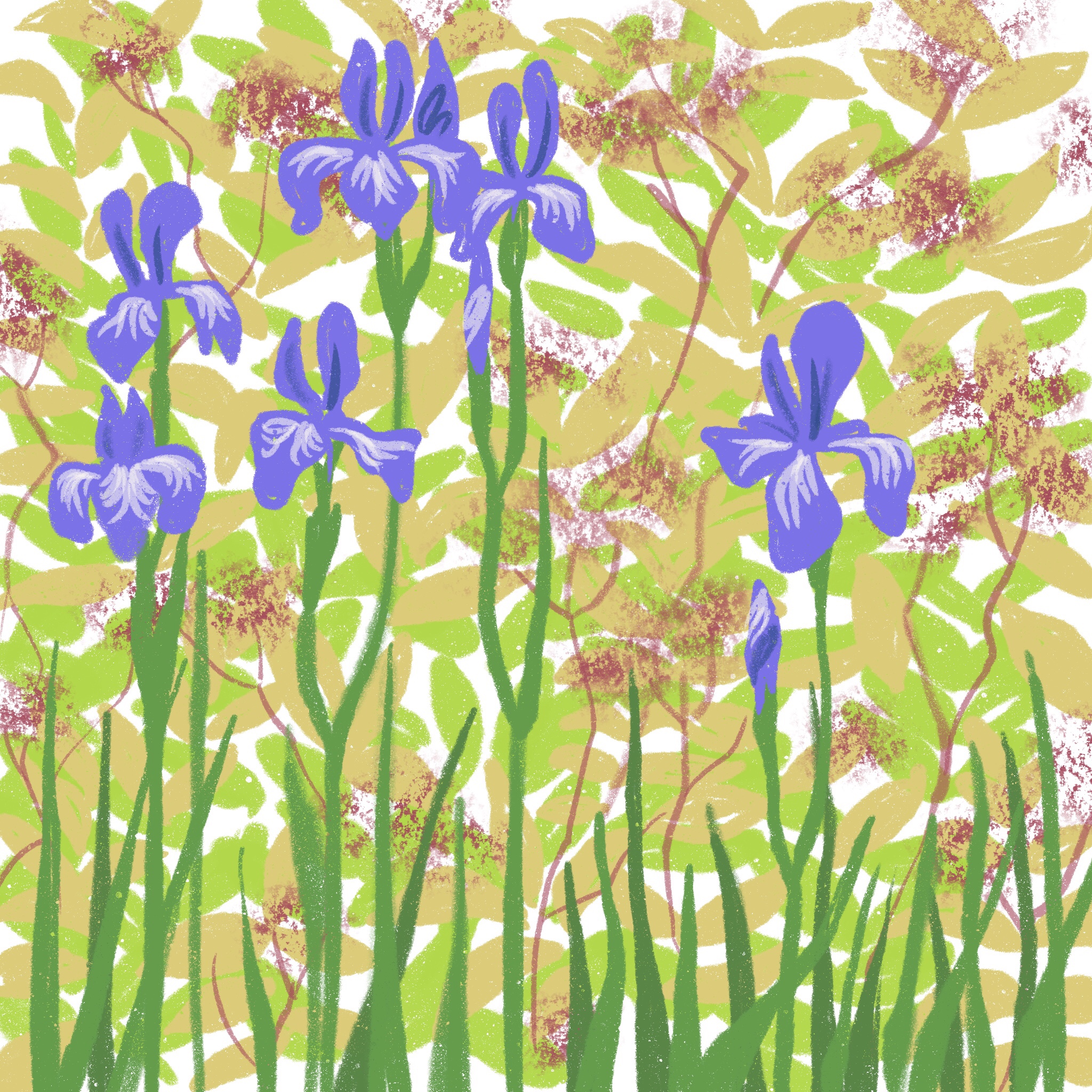 irises - ipad sketch by chris cowdrill