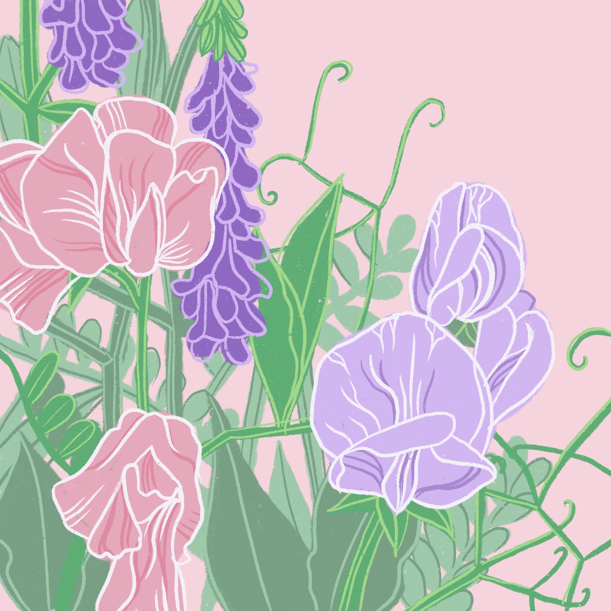 sweet peas 1 - ipad sketch by chris cowdrill