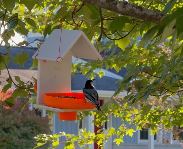 3D Printed Hanging Bird Feeder – Roofed Outdoor Feeder
