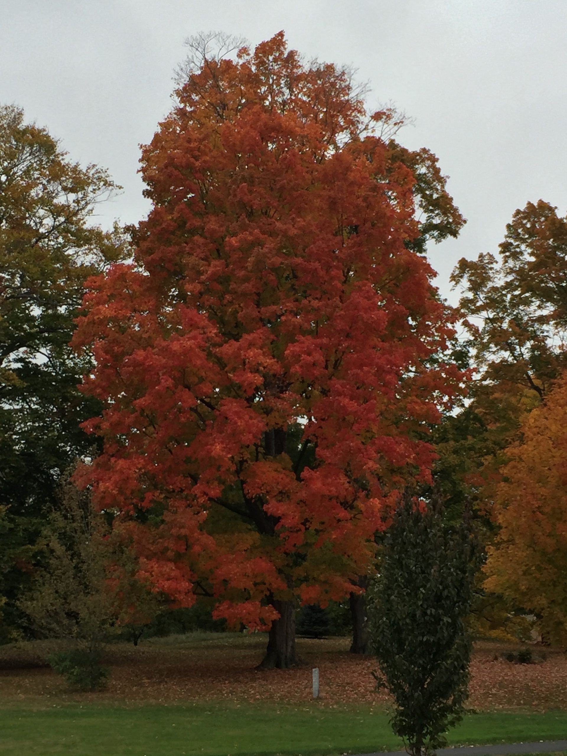 Fall in Maine
