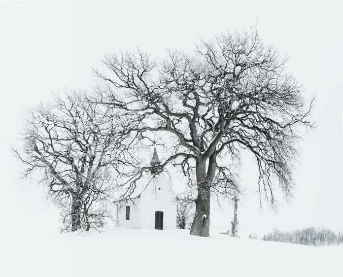 bare tree near building during snow time photo