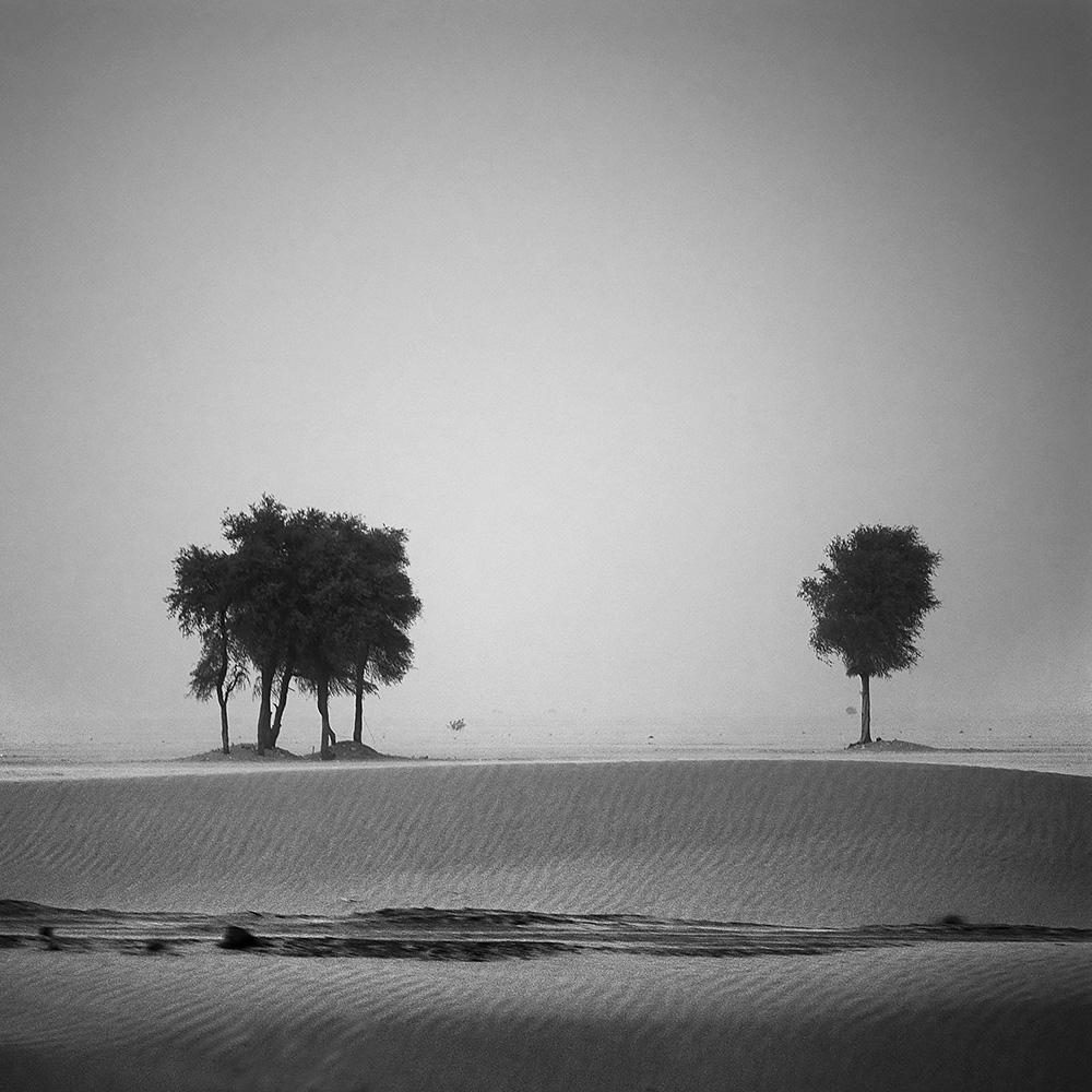 desert storm trees I