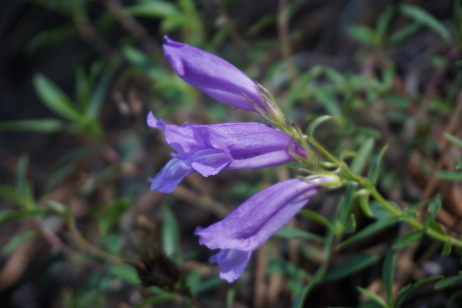 FDD2FBB2-5FC4-4DFD-AAC8-56D2DE164CBA