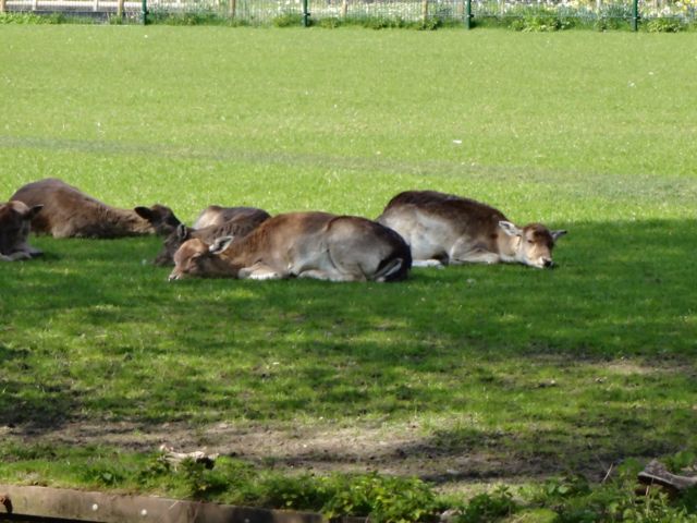 Deer in the parklands of Utrecht