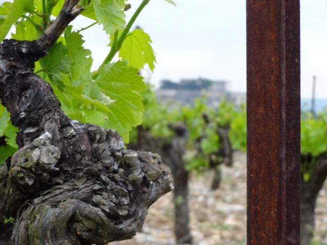 Vineyards of the Drôme region