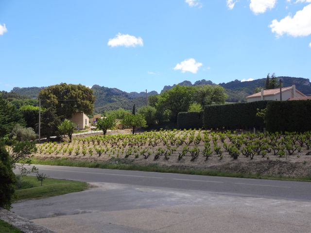 Vineyards at the foot of the mountains