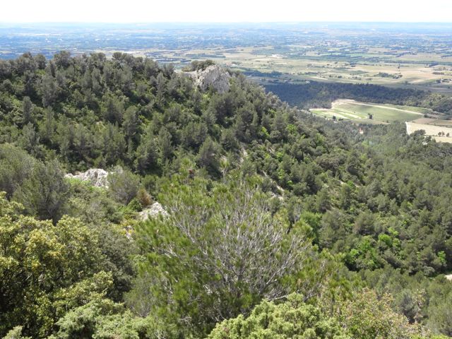 View of the vegetation on the Dentelles de Montmirail