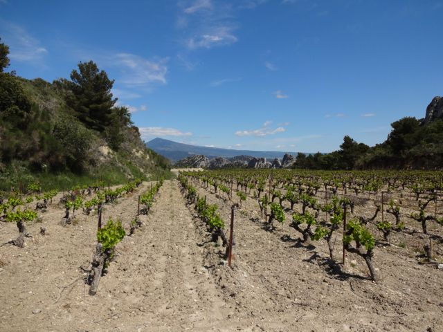 Vineyards within the Dentelles de Montmirail