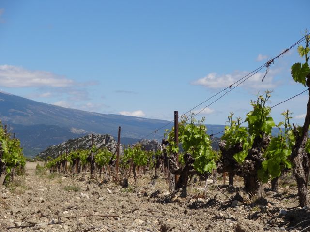 Vineyards within the Dentelles de Montmirail