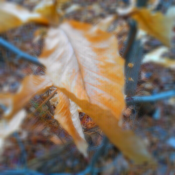 winter's look