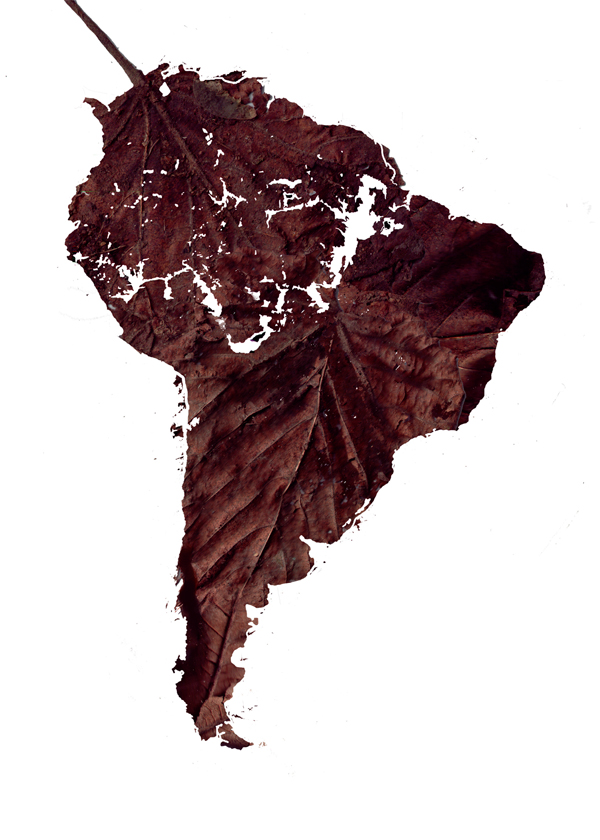 Dead leaf
