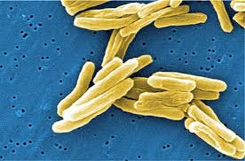 Mycobacterium Tuberculosis