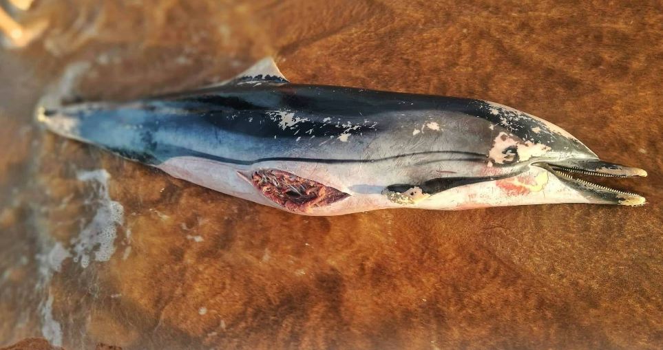 شاطئ فم الواد يشهد نفوقا لدلافين.. ما يثير مخاوف حماة البيئة!