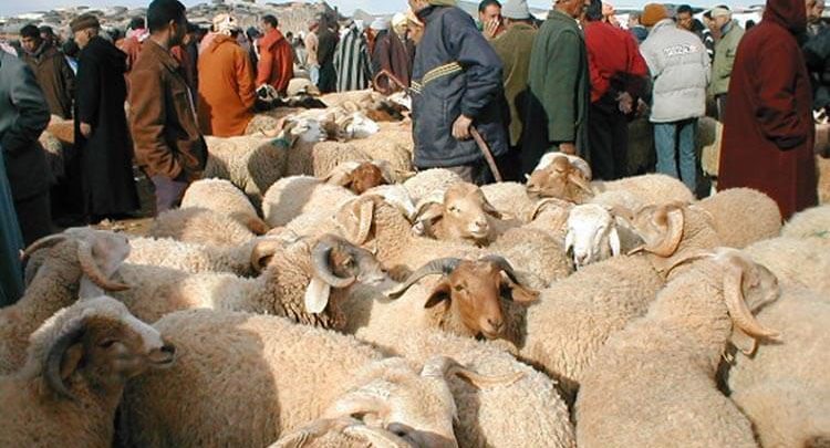 استعدادا لعيد الأضحى.. الحكومة تقرر فتح 70 سوق أسبوعي للماشية قبل 10 يونيو