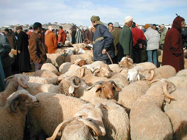 برلمانيون يطالبون التوفيق بالكشف عن مصير عيد الأضحى في ظل جائحة كورونا!