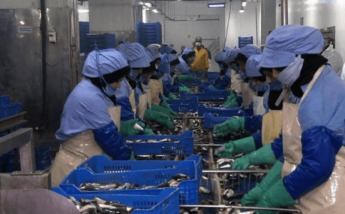 تسجيل 84 حالة .. معمل لتصبير السمك يحول العيون إلى بؤرة لفيروس كورونا !