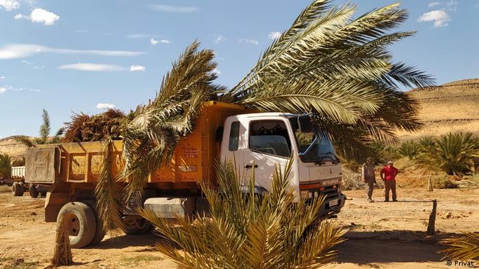 الحزن يخيّم على فلاحي العرجة بعد أن طردتهم الجزائر من واحتهم وحرمتهم من نخيلهم