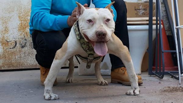 أونسا تمنع استيراد كلاب البيتبول الخطيرة !