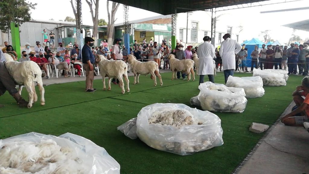 84° Exposición Ganadera en Trelew: el gran campeón fue de la cabaña «Manantiales»