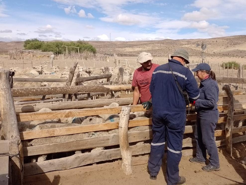 Senasa: hubo controles sanitarios a 3940 ovinos de la agricultura familiar de Chubut