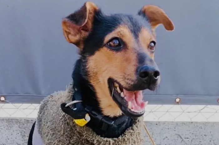 Liberaron al perro «Coco» tras cumplir la cuarentena en Ezeiza y viajará a Córdoba